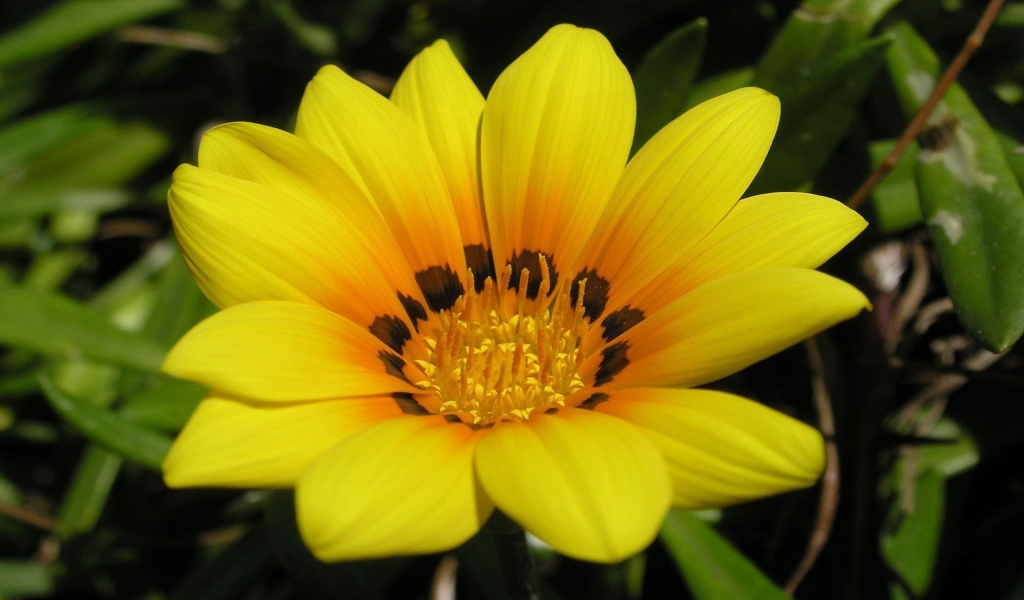 Beautiful Yellow Flower for 1024 x 600 widescreen resolution