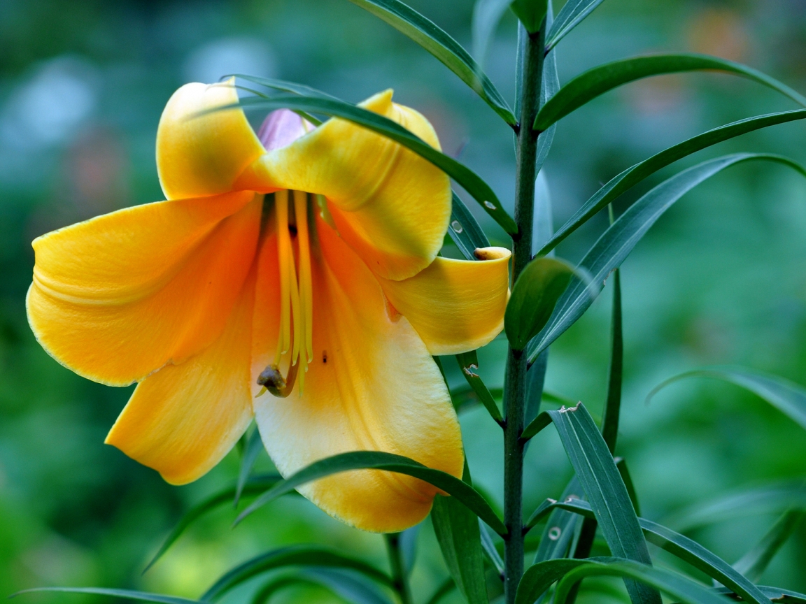 Beautiful Yellow Lily for 1152 x 864 resolution
