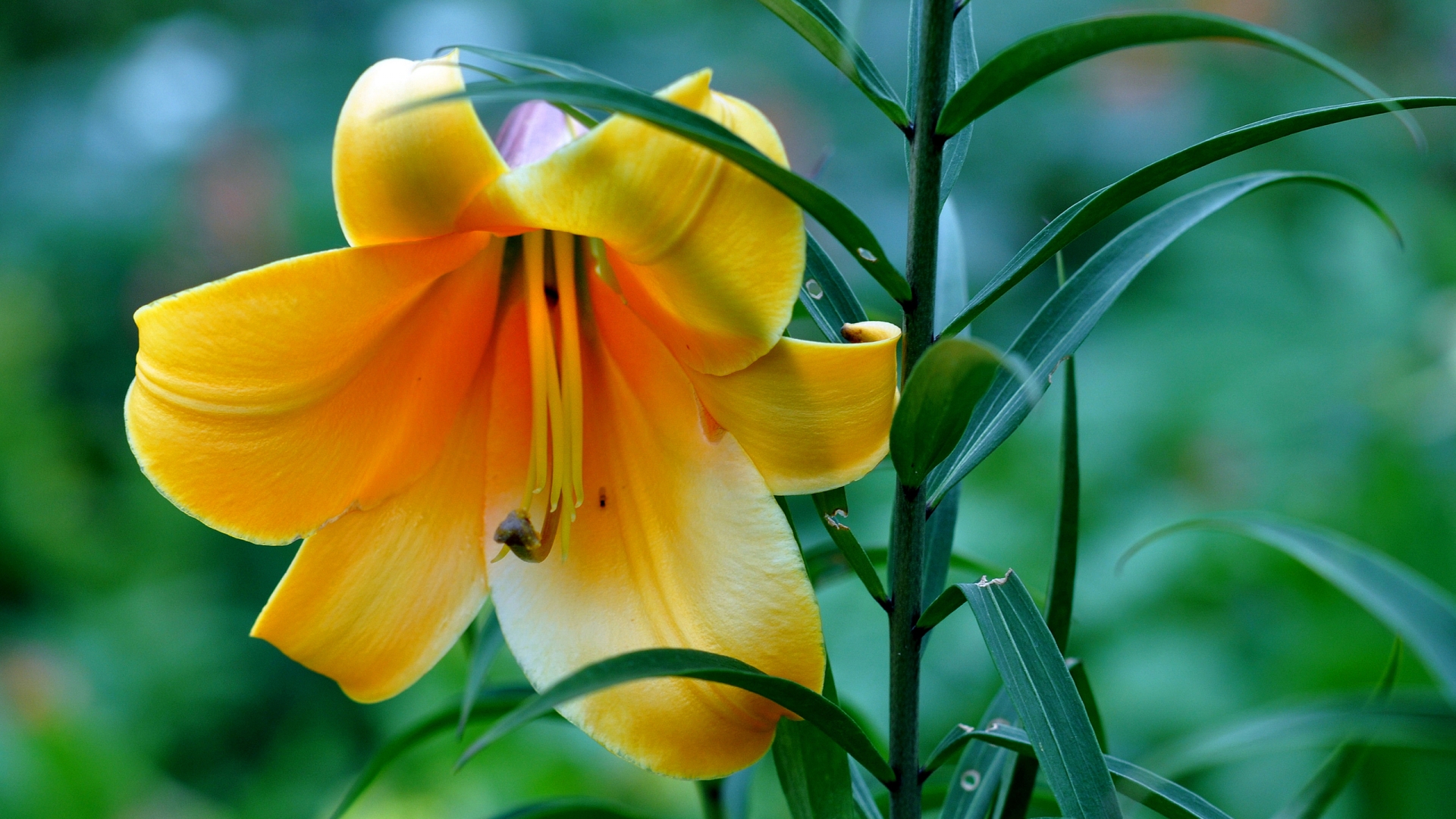 Beautiful Yellow Lily for 1920 x 1080 HDTV 1080p resolution