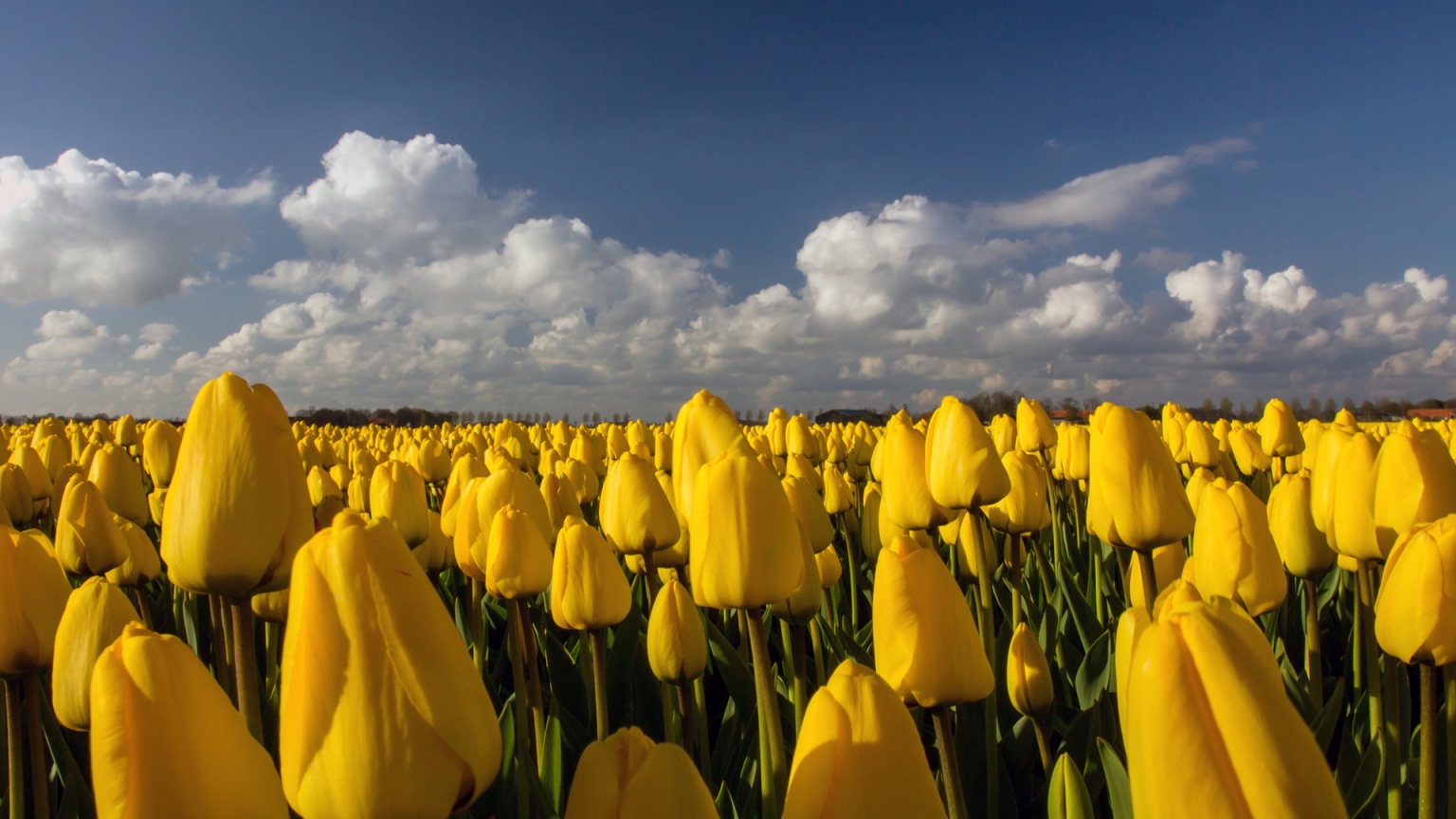 Beautiful Yellow Tulips Field for 1536 x 864 HDTV resolution
