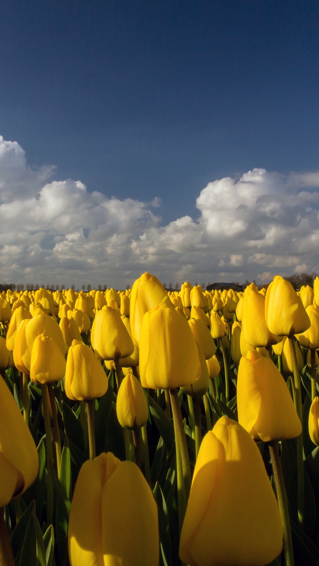 Beautiful Yellow Tulips Field for 640 x 1136 iPhone 5 resolution