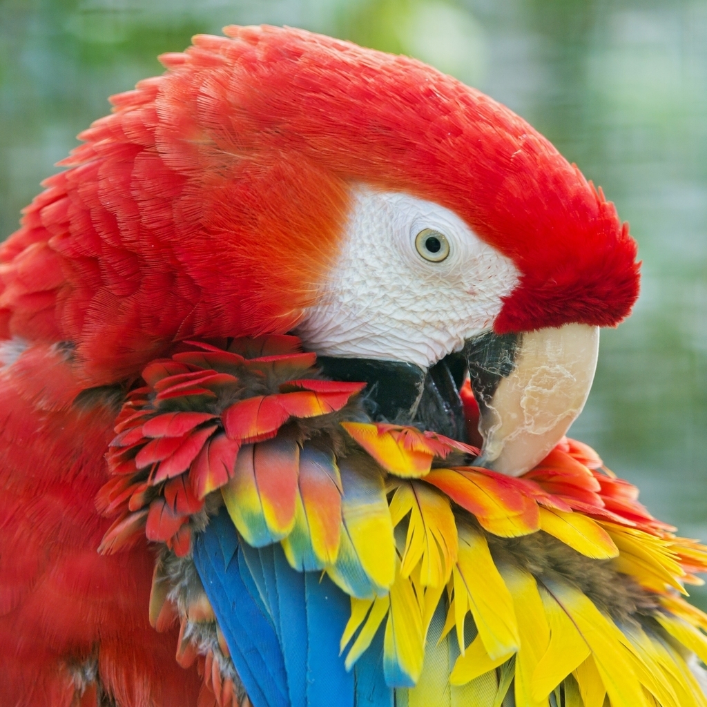 Beauty Red Parrot for 1024 x 1024 iPad resolution