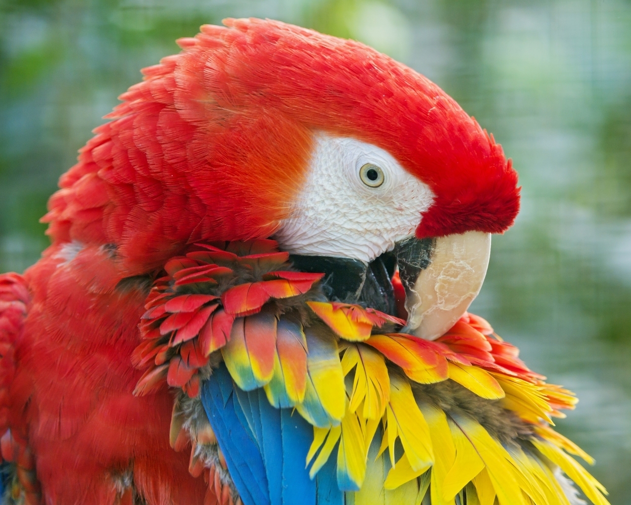 Beauty Red Parrot for 1280 x 1024 resolution