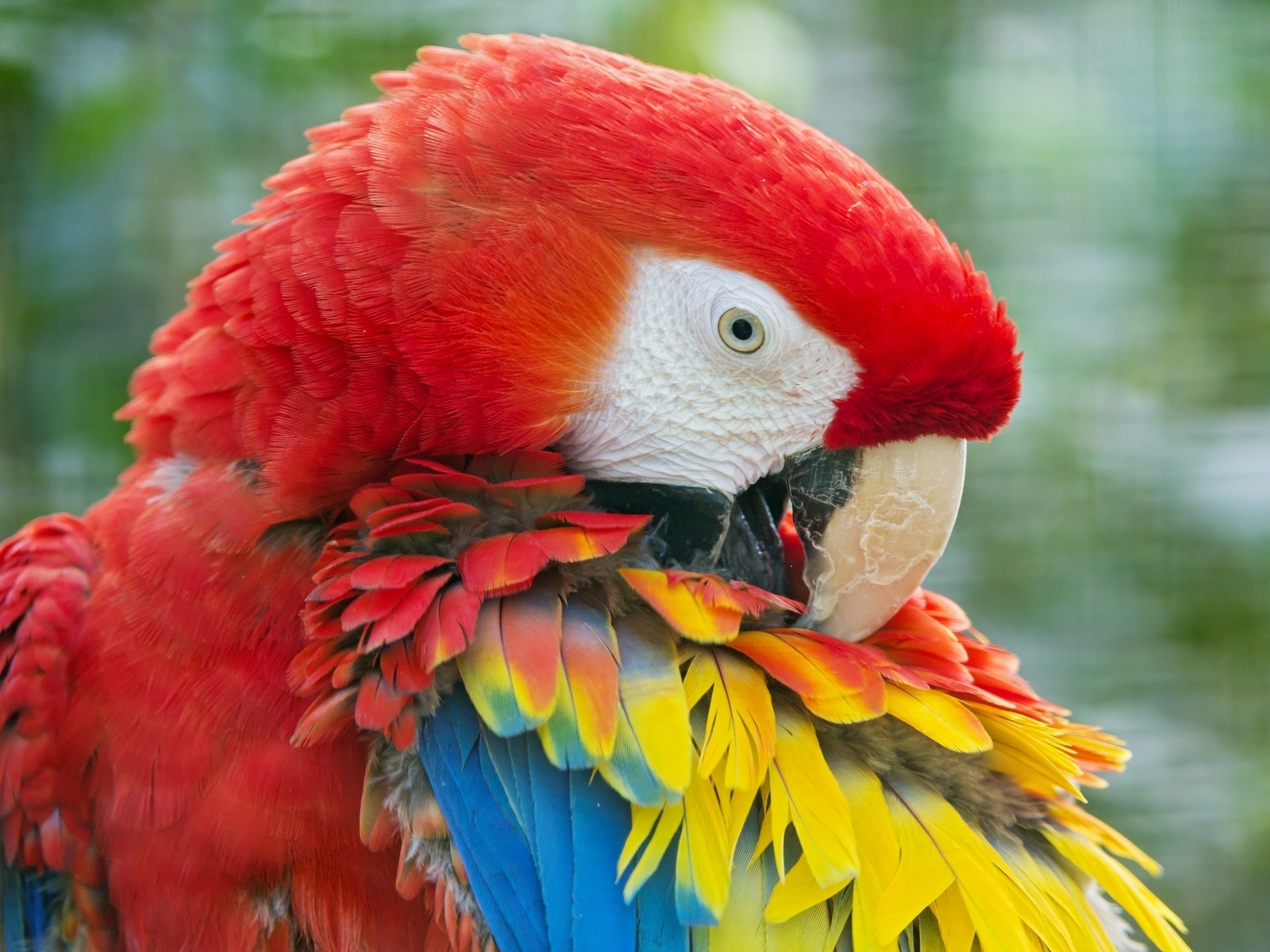 Beauty Red Parrot for 1600 x 1200 resolution