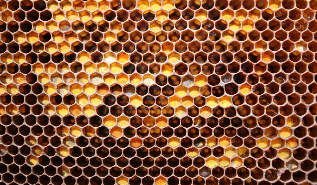 Bee Honeycomb for 1024 x 600 widescreen resolution