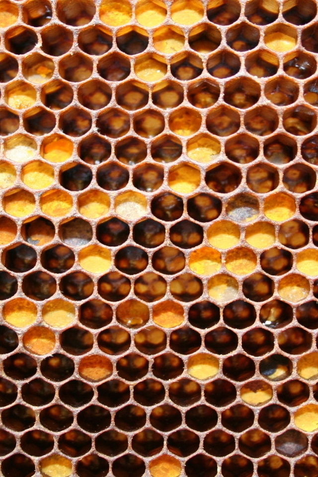 Bee Honeycomb for 640 x 960 iPhone 4 resolution