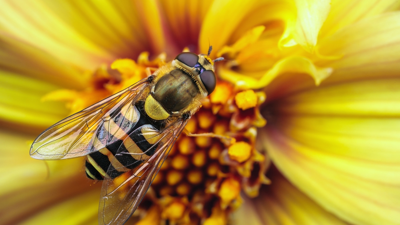 Bee on Yellow Flower for 1366 x 768 HDTV resolution