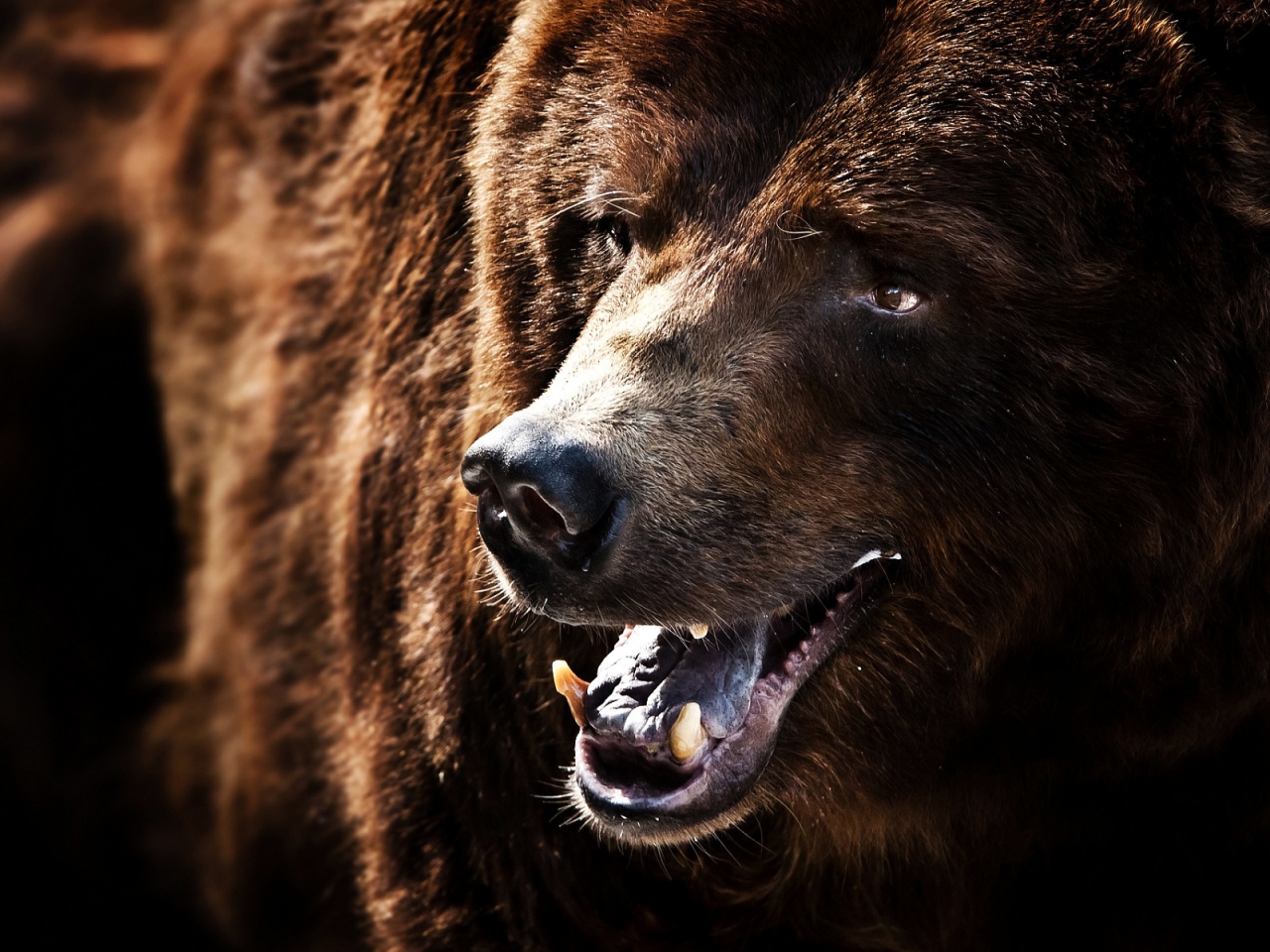 Big Brown Bear for 1280 x 960 resolution