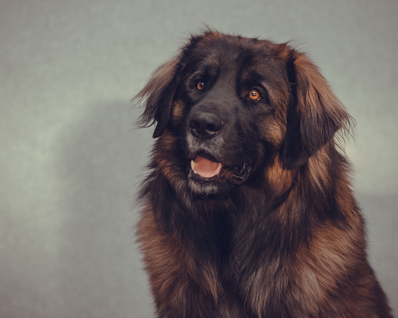Big Brown Dog for 1280 x 1024 resolution