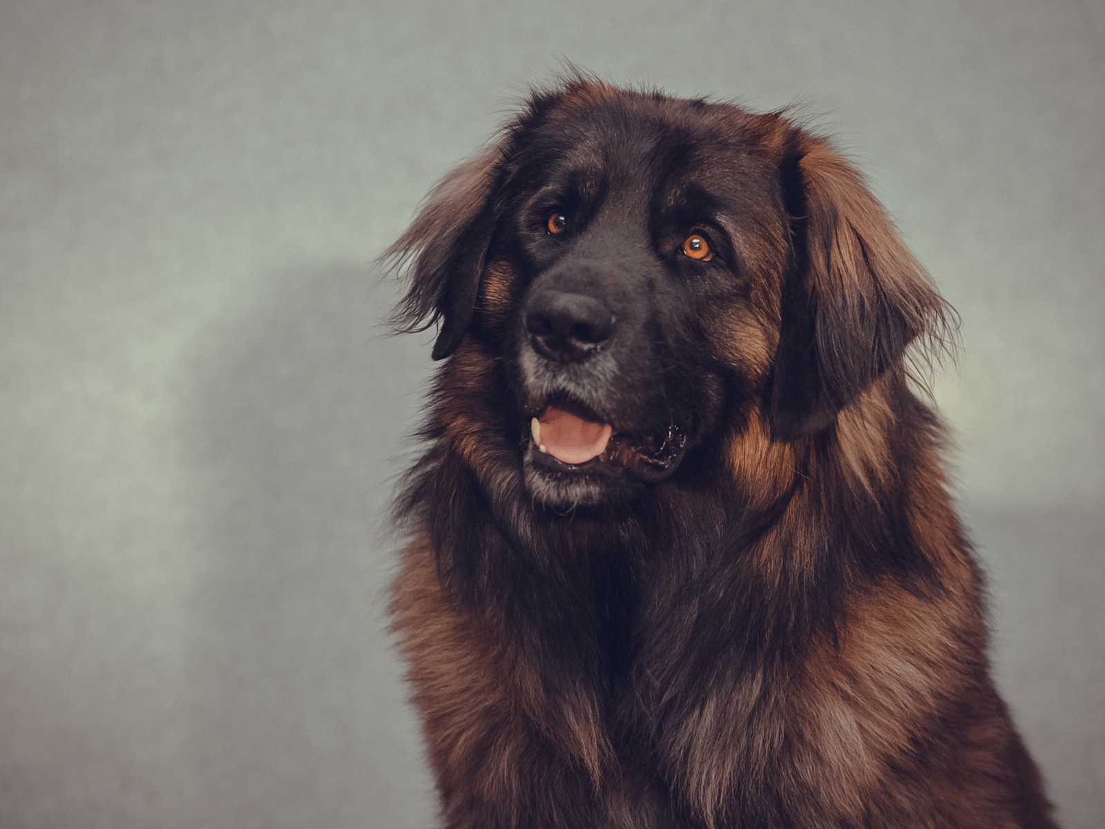 Big Brown Dog for 1600 x 1200 resolution