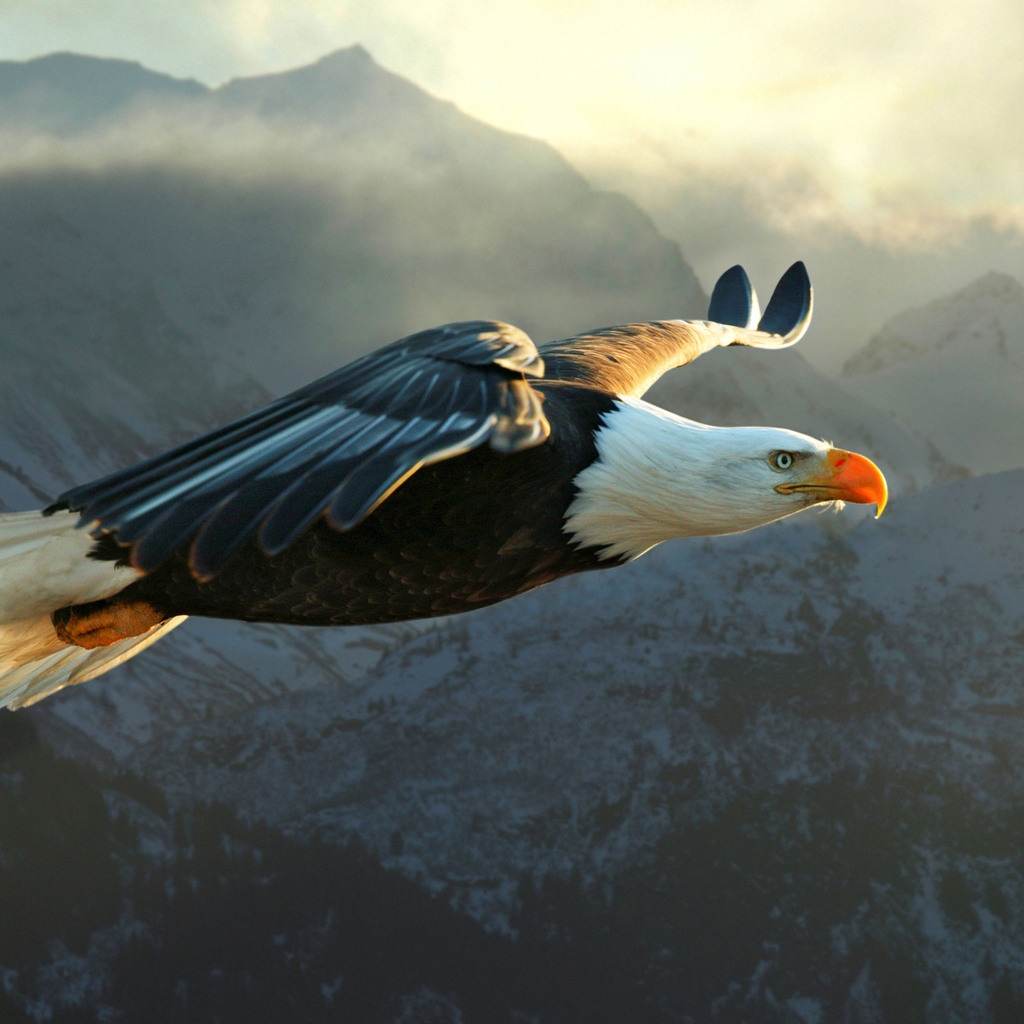 Big Eagle Flying for 1024 x 1024 iPad resolution