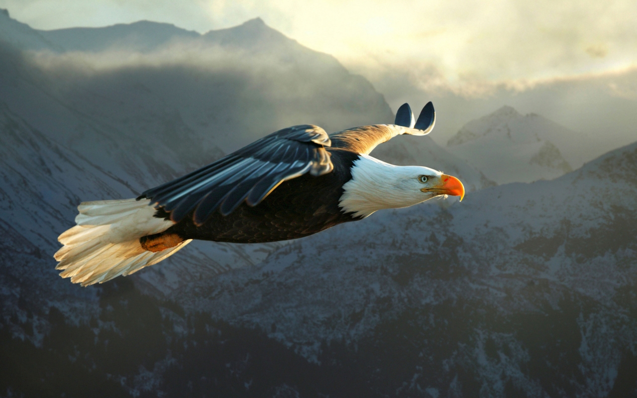 Big Eagle Flying for 1280 x 800 widescreen resolution