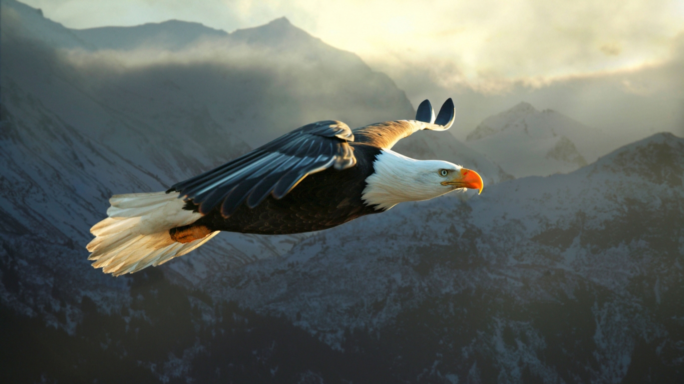 Big Eagle Flying for 1366 x 768 HDTV resolution