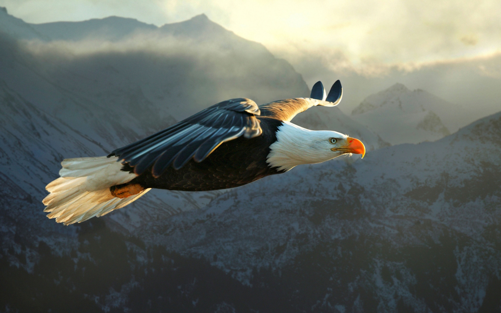 Big Eagle Flying for 1920 x 1200 widescreen resolution