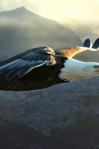 Big Eagle Flying for 320 x 480 iPhone resolution