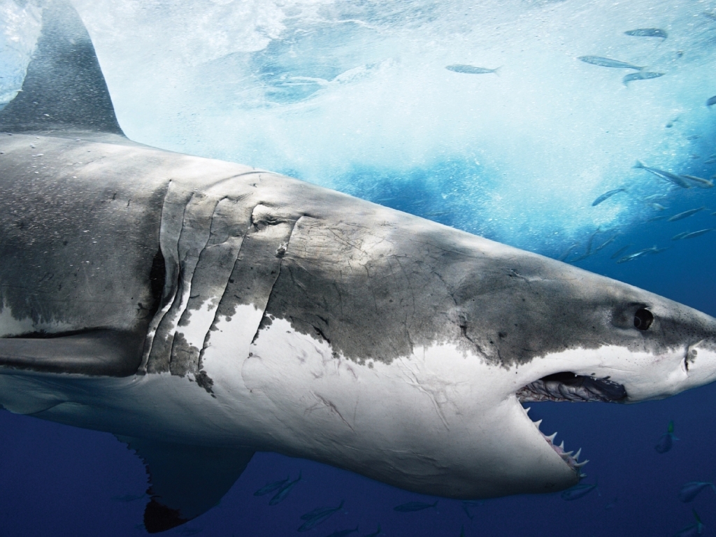 Big Shark Profile for 1024 x 768 resolution