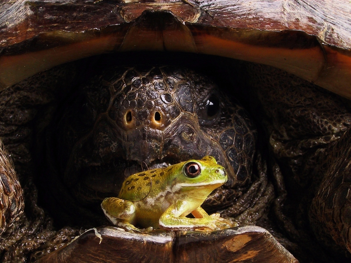 Big turtle and little frog for 1152 x 864 resolution