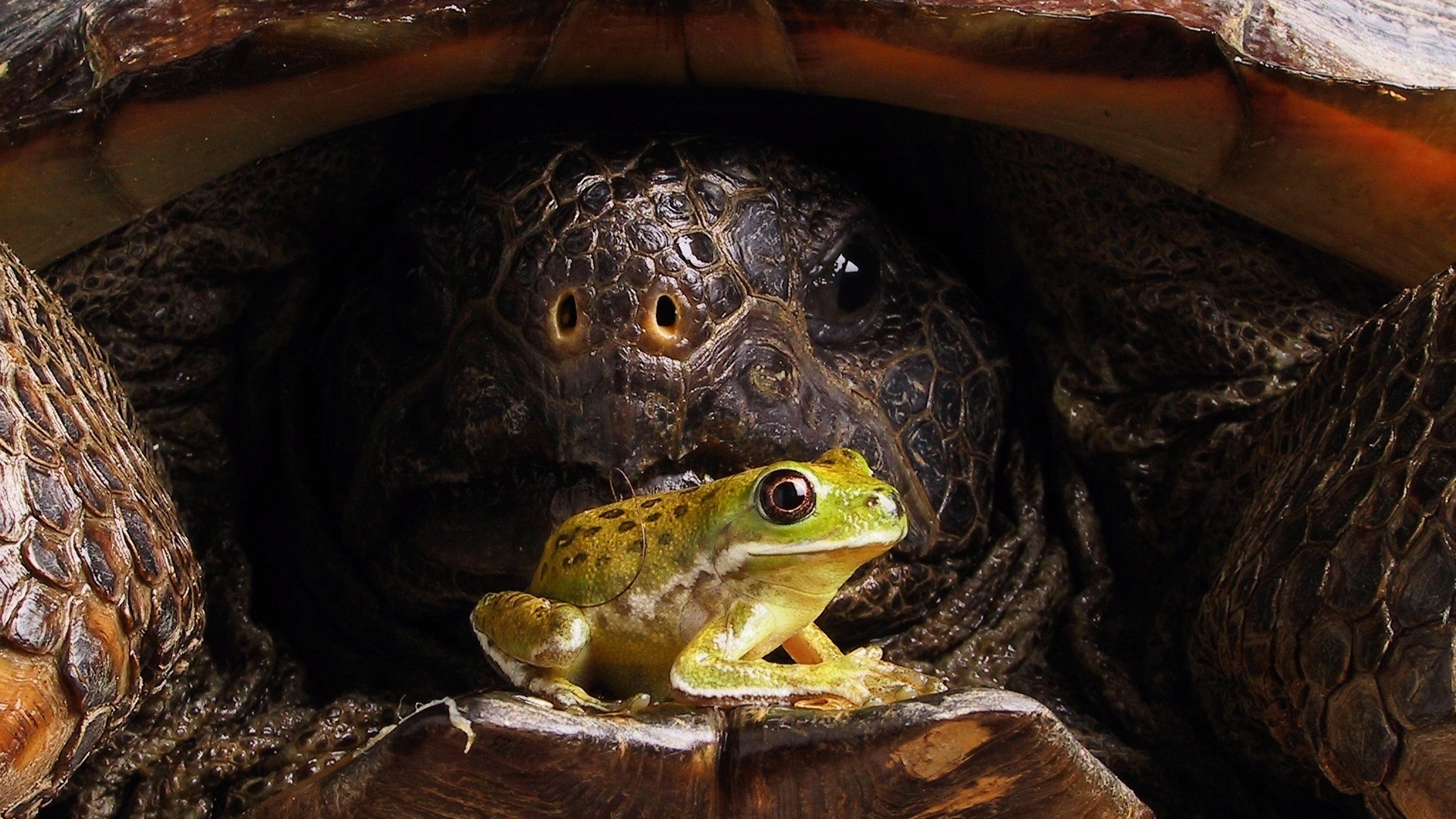 Big turtle and little frog for 1920 x 1080 HDTV 1080p resolution