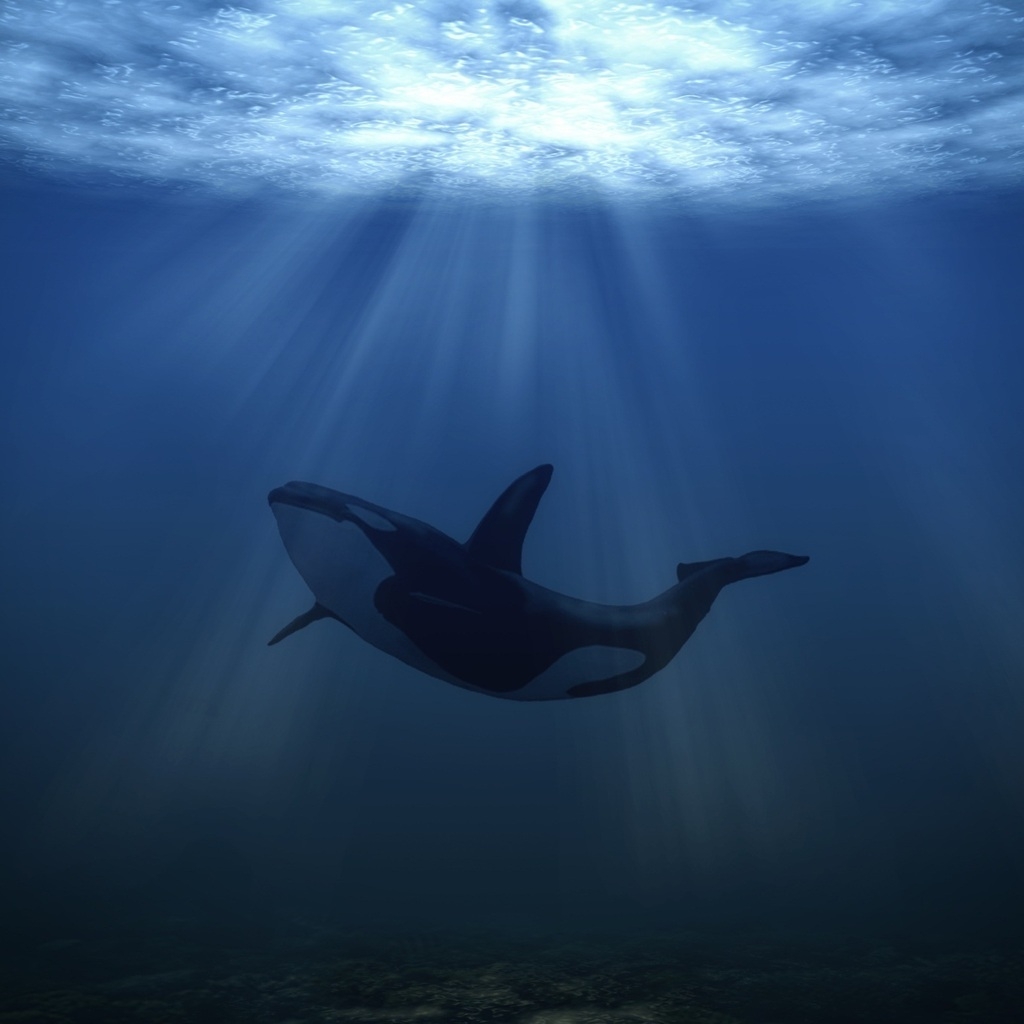 Big Whale Underwater for 1024 x 1024 iPad resolution