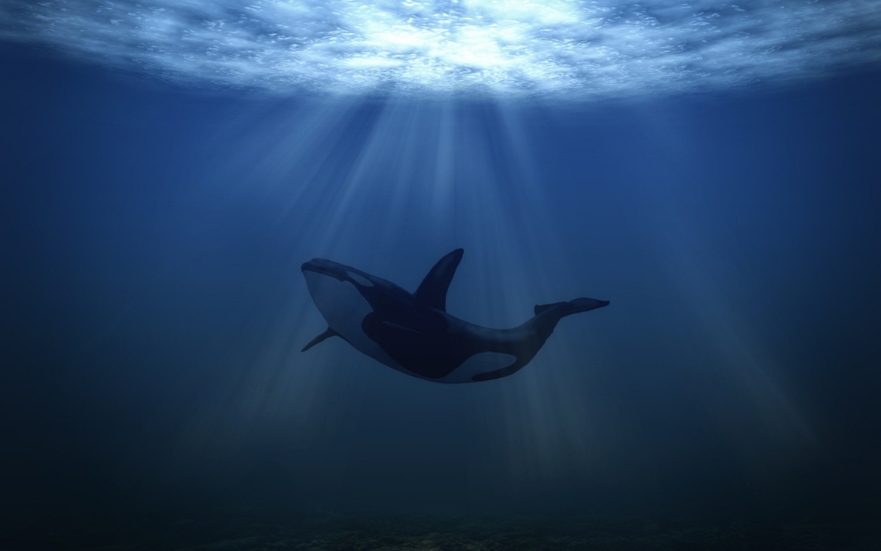 Big Whale Underwater for 1280 x 800 widescreen resolution