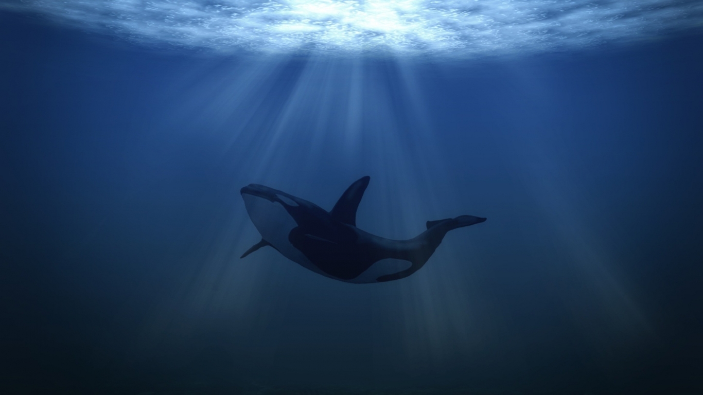 Big Whale Underwater for 1366 x 768 HDTV resolution