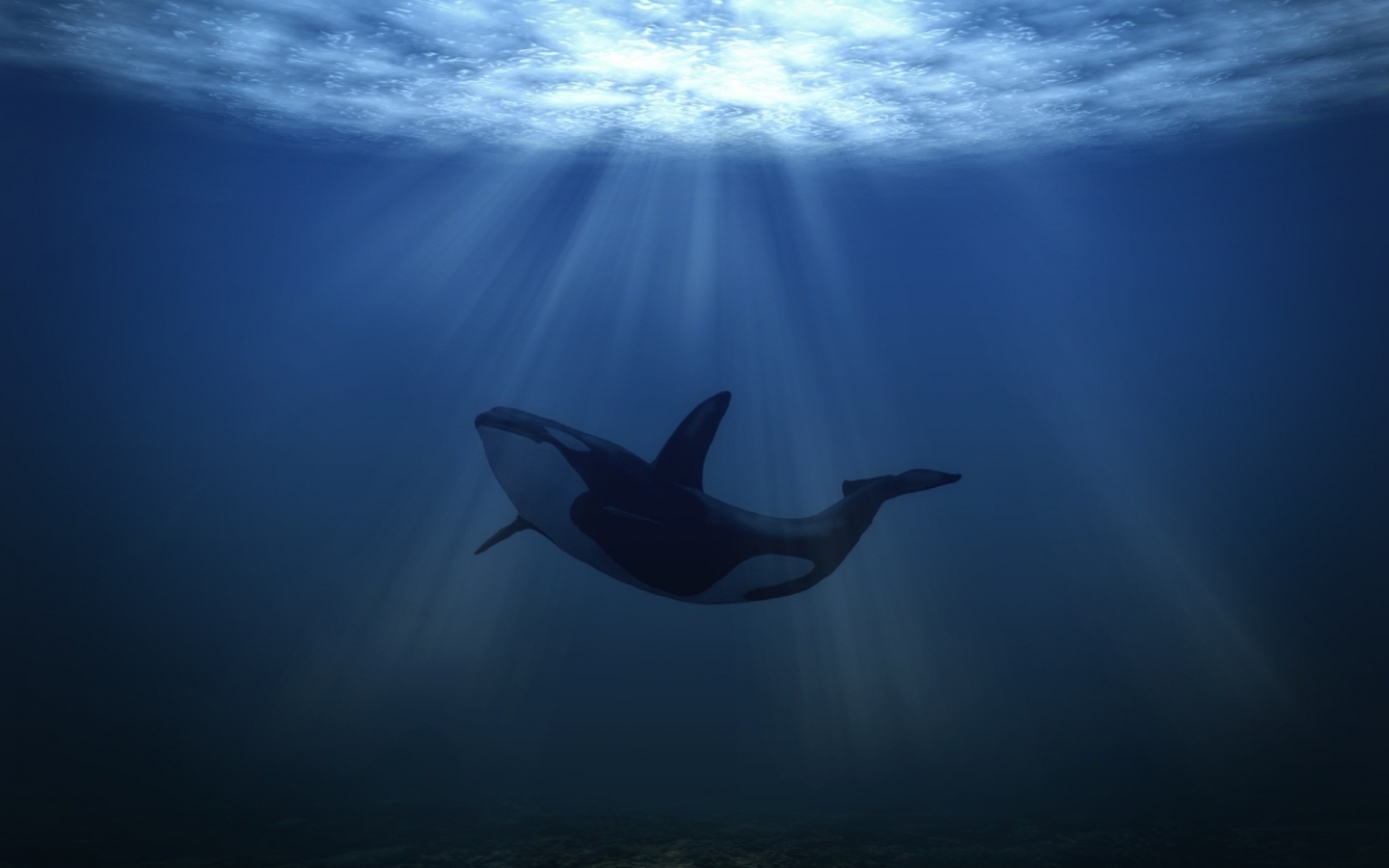 Big Whale Underwater for 1440 x 900 widescreen resolution