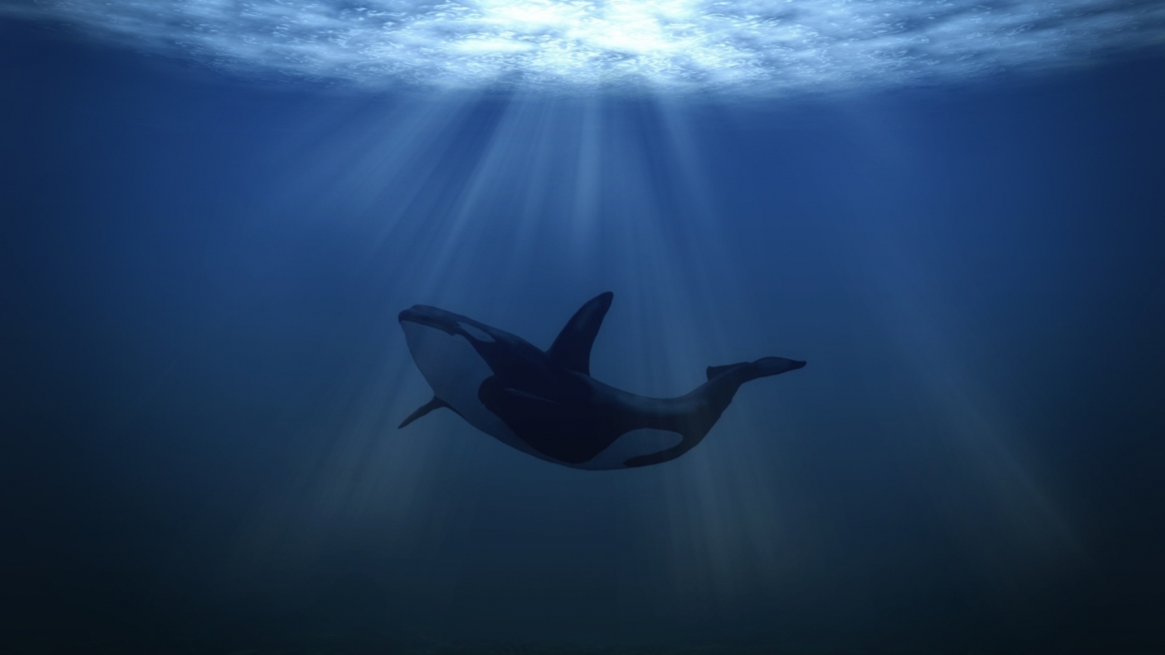Big Whale Underwater for 1680 x 945 HDTV resolution