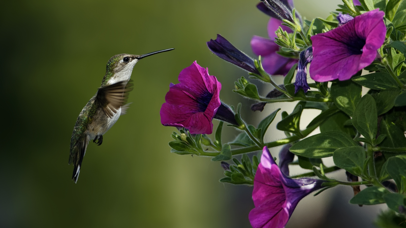 Bird and Purple Flowers for 1680 x 945 HDTV resolution