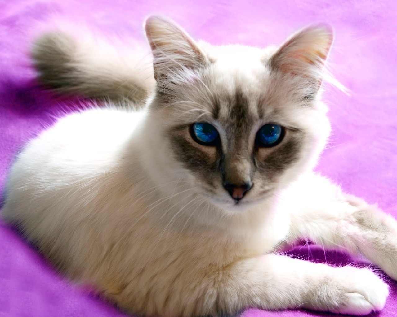 Birman Cat with Blue Eyes for 1280 x 1024 resolution