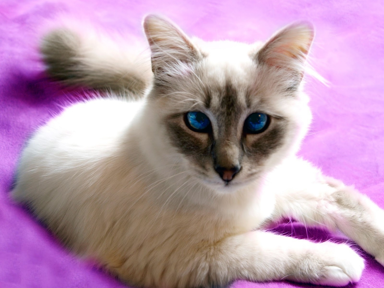 Birman Cat with Blue Eyes for 1280 x 960 resolution