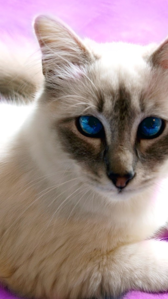 Birman Cat with Blue Eyes for 640 x 1136 iPhone 5 resolution