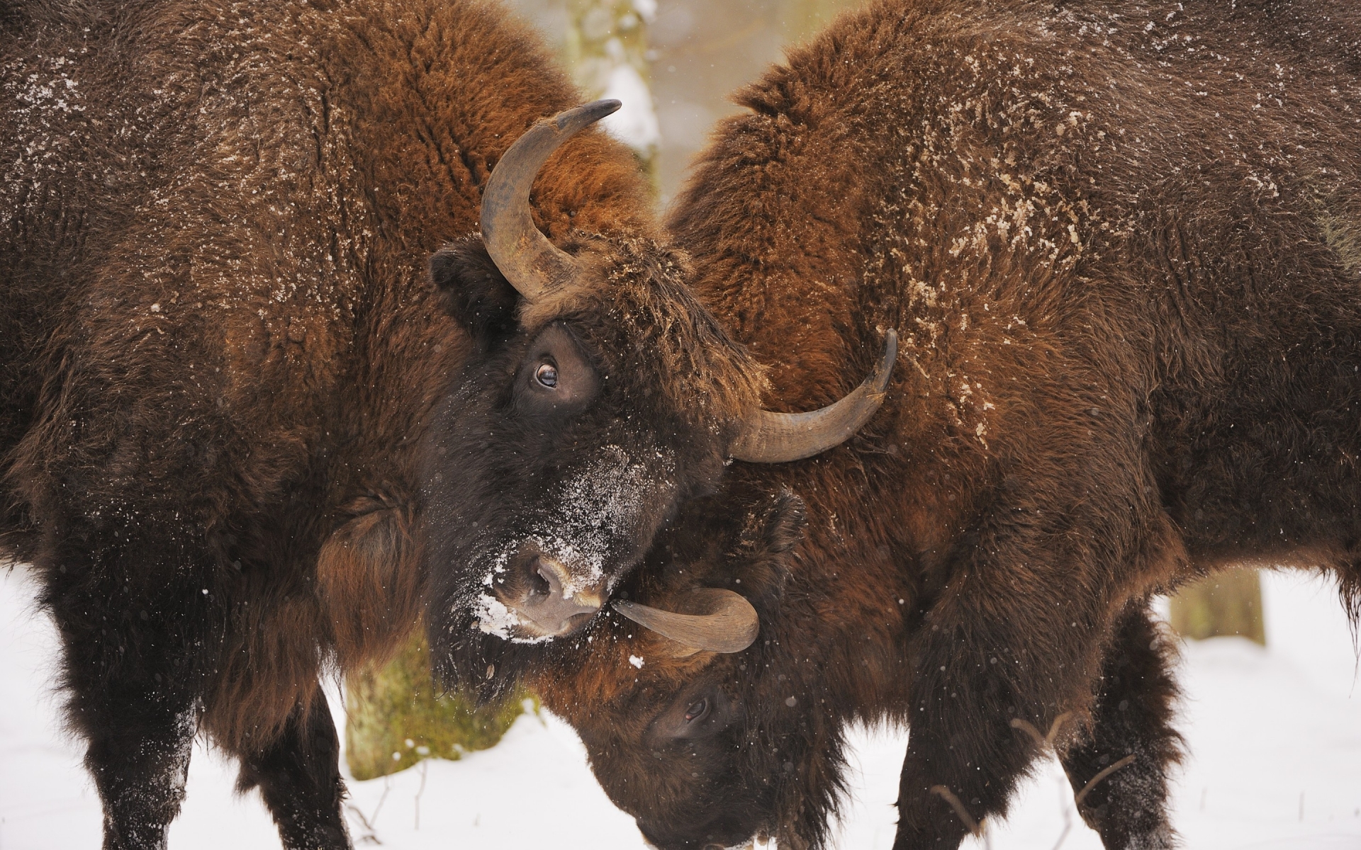 Bison Fight for 1920 x 1200 widescreen resolution