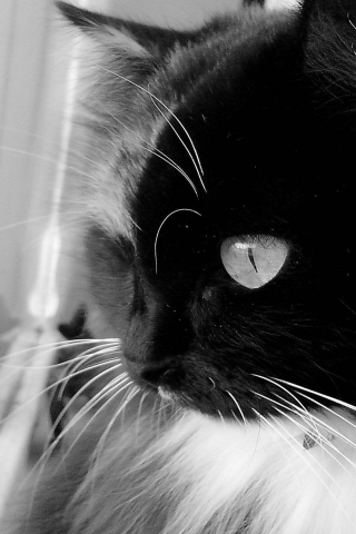 Black and White Cat for 320 x 480 iPhone resolution