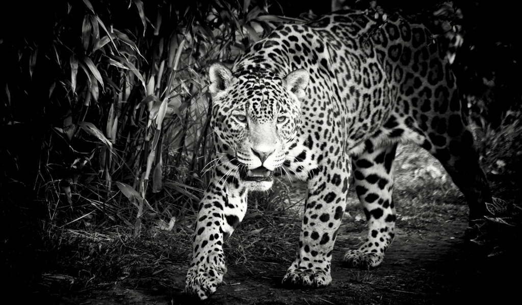 Black and White Jaguar for 1024 x 600 widescreen resolution