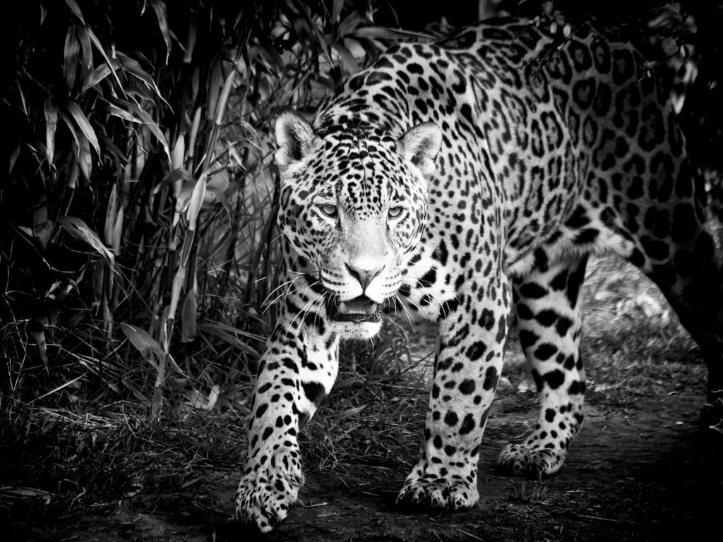 Black and White Jaguar for 1024 x 768 resolution