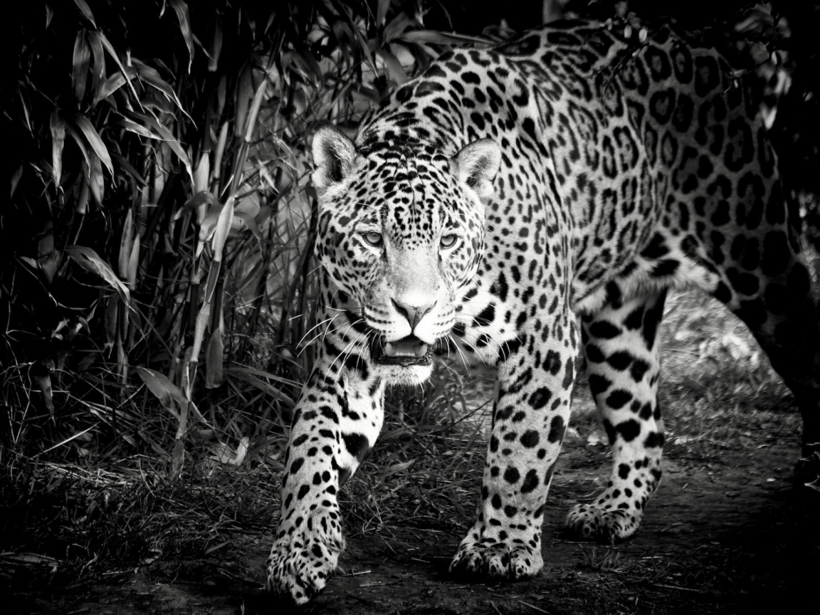 Black and White Jaguar for 1152 x 864 resolution