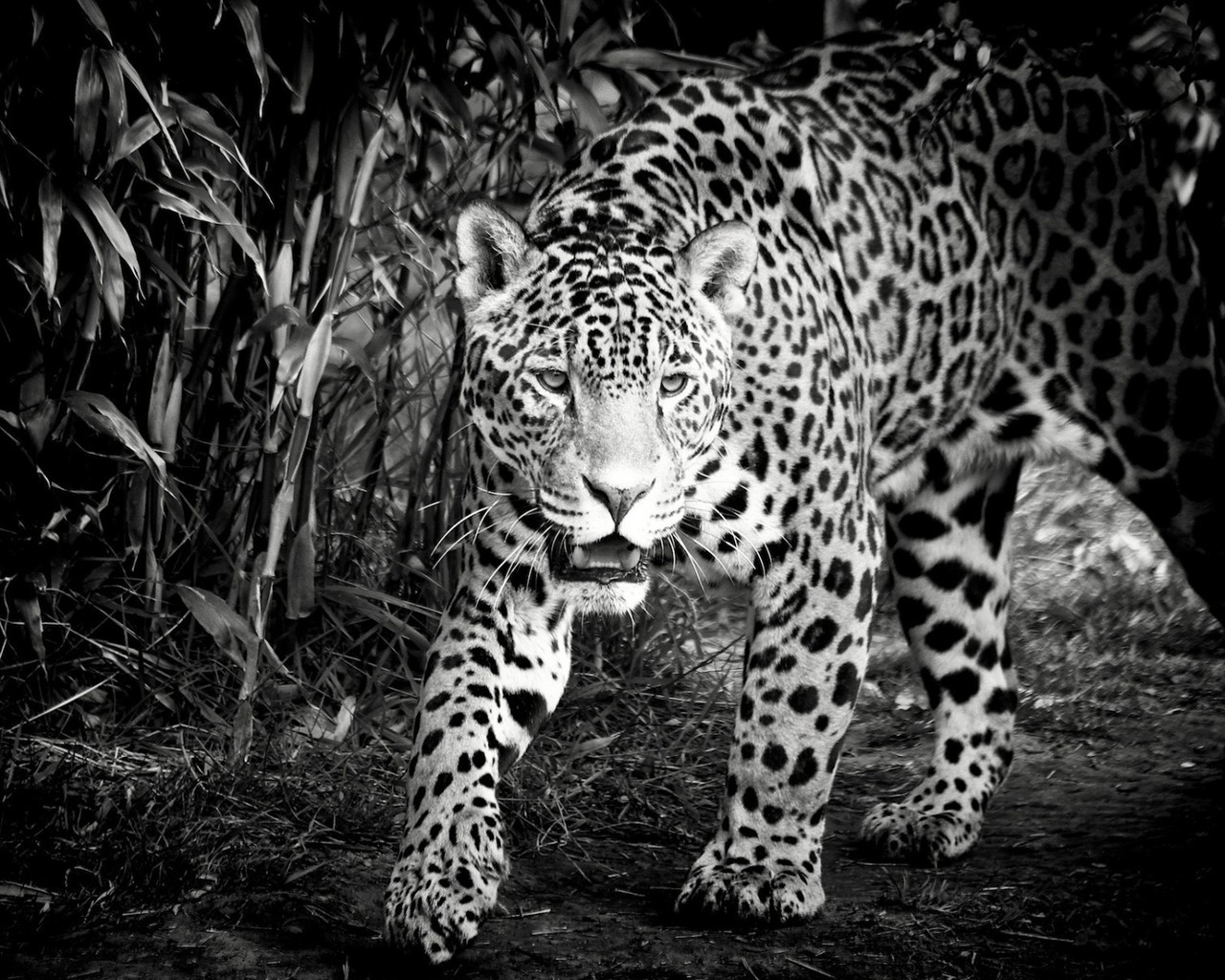 Black and White Jaguar for 1280 x 1024 resolution