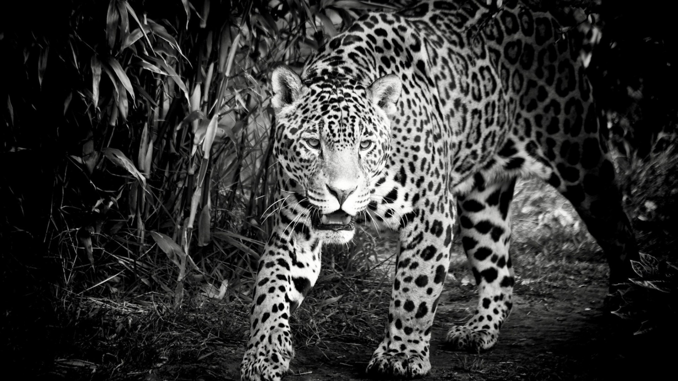 Black and White Jaguar for 1366 x 768 HDTV resolution