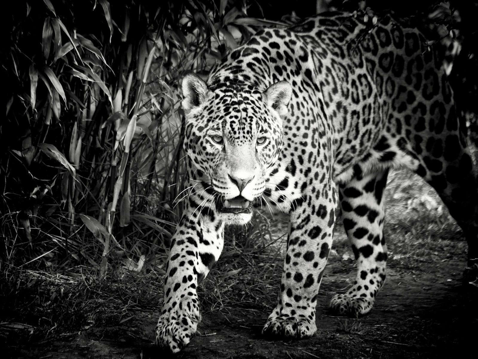 Black and White Jaguar for 1600 x 1200 resolution