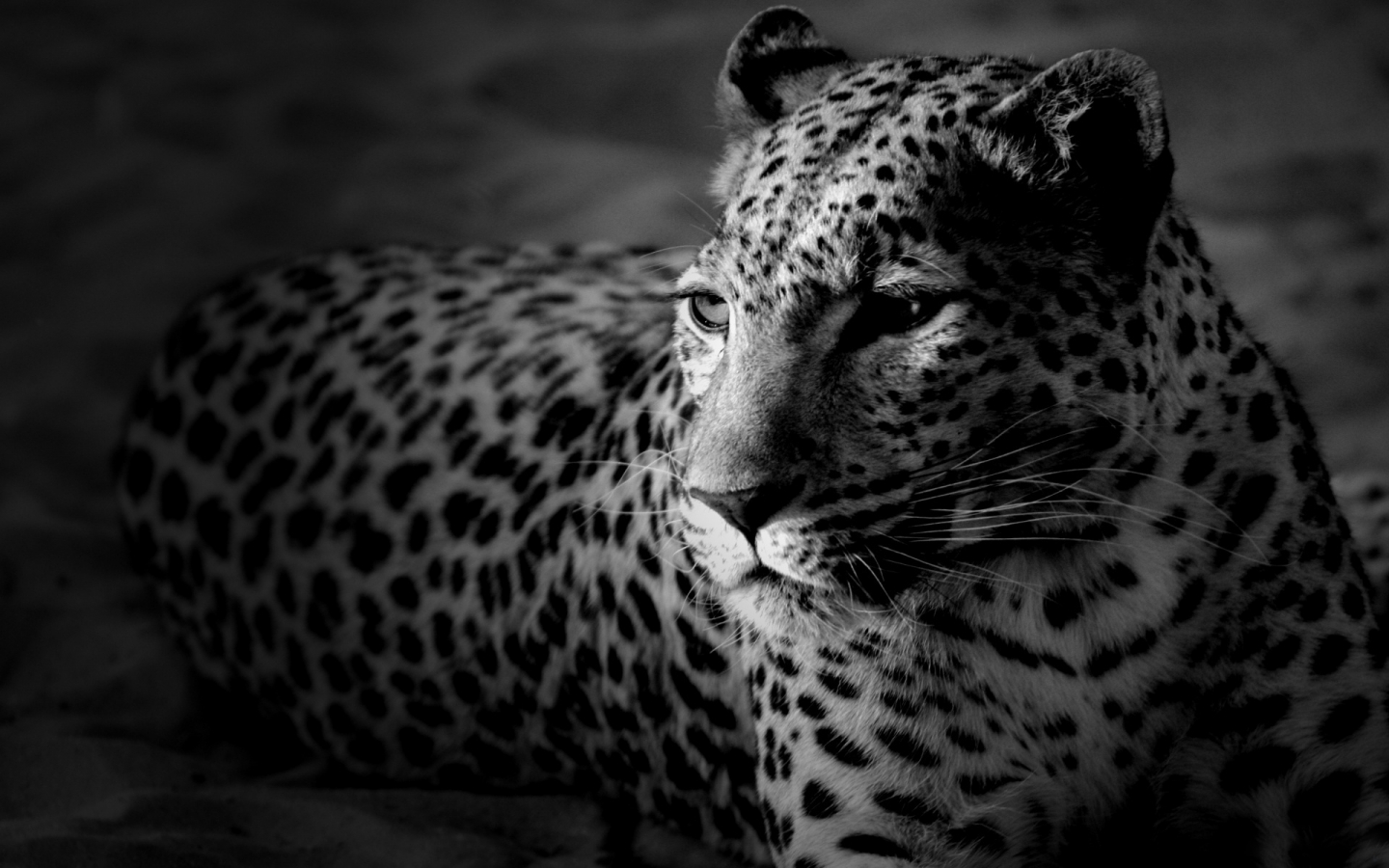 Black and White Leopard for 1440 x 900 widescreen resolution