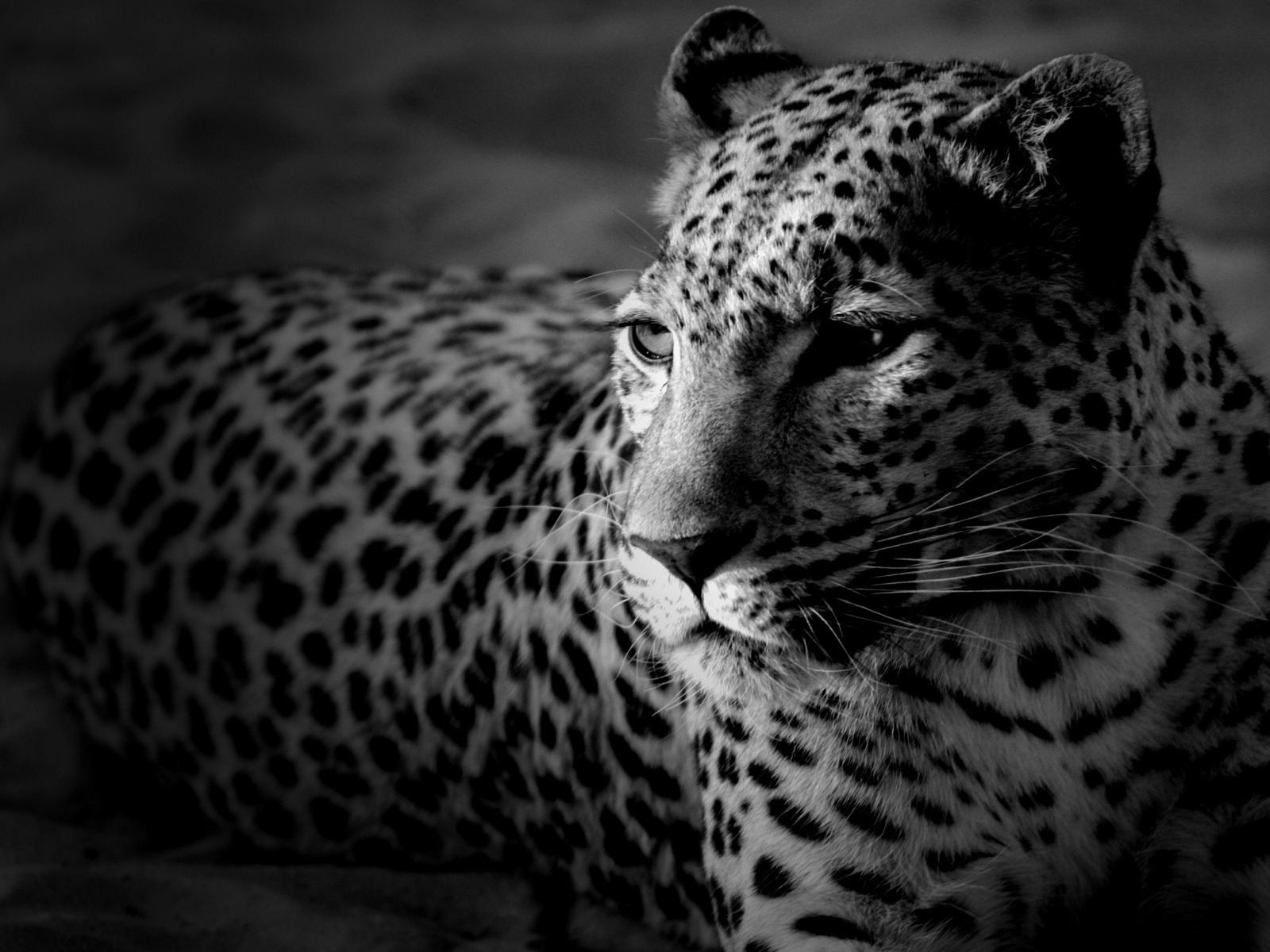 Black and White Leopard for 1600 x 1200 resolution