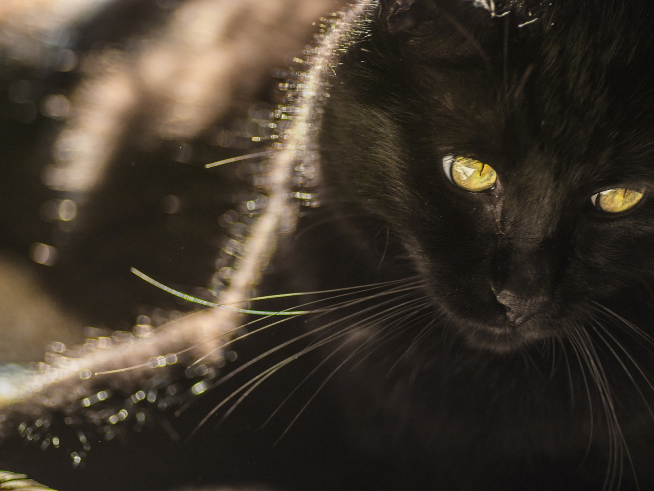 Black Cat with Yellow Eyes for 1280 x 960 resolution