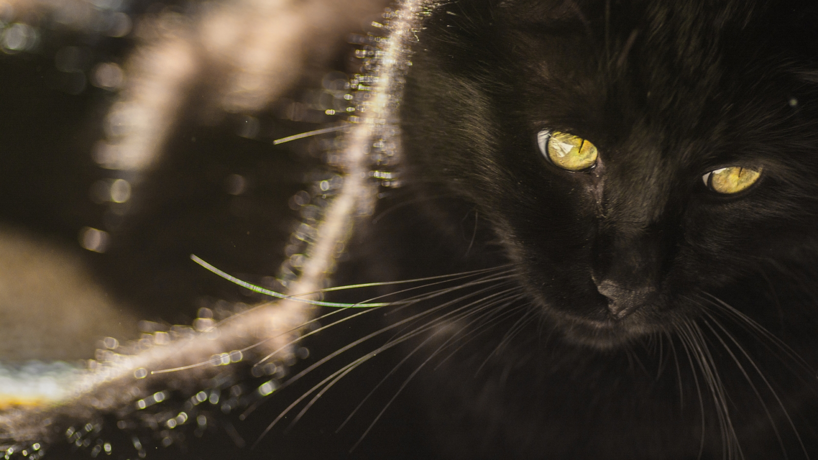 Black Cat with Yellow Eyes for 1600 x 900 HDTV resolution