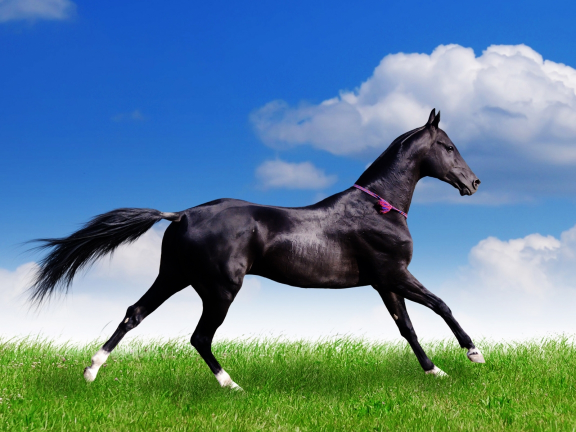 Black Horse for 1152 x 864 resolution