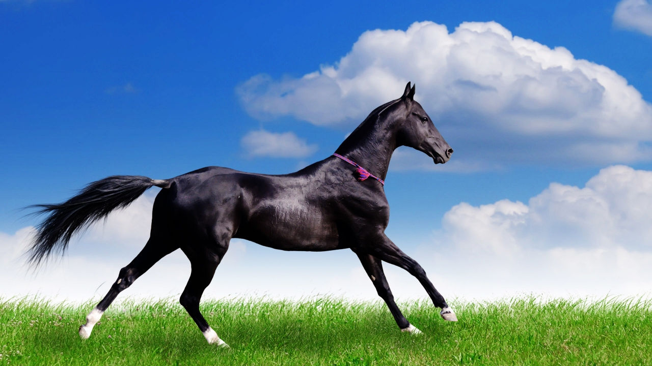 Black Horse for 1280 x 720 HDTV 720p resolution