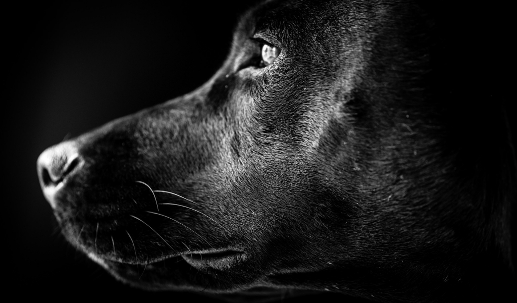 Black Labrador Profile for 1024 x 600 widescreen resolution