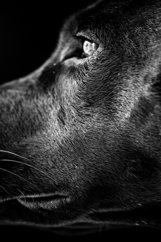 Black Labrador Profile for 320 x 480 iPhone resolution