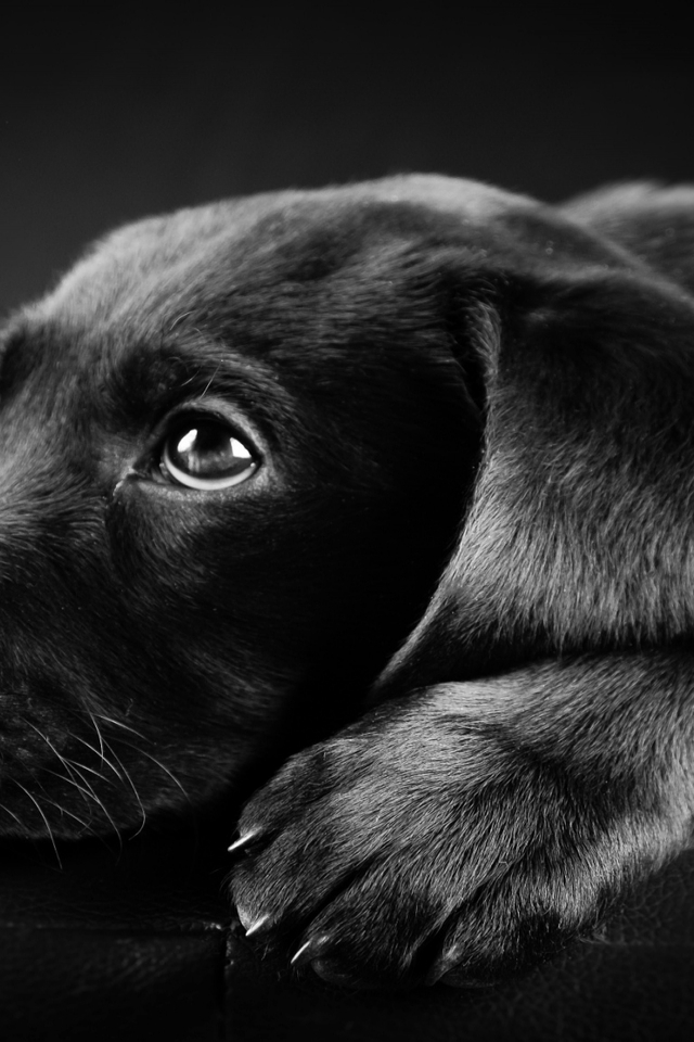 Black Labrador Puppy for 640 x 960 iPhone 4 resolution