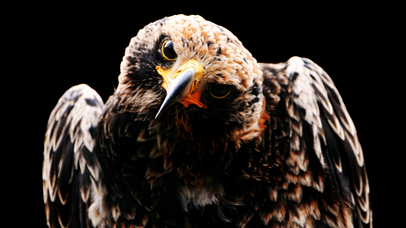 Black Owl for 1680 x 945 HDTV resolution