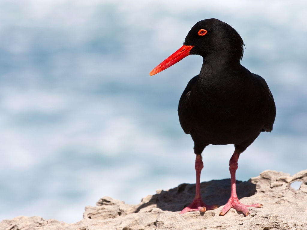 Black Oystercatcher for 1024 x 768 resolution